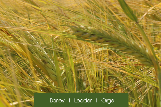Barley Leader