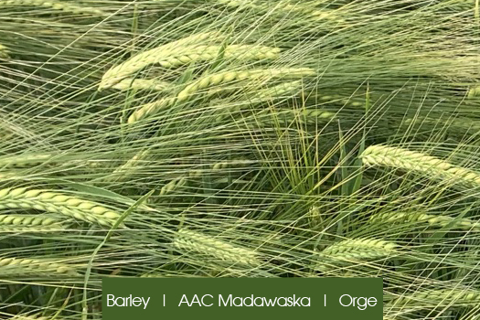 Barley Madawaska